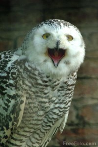 Drunk Owl